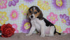 Beagle Puppy For Sale Fredericksburg, OH Female- Hershey