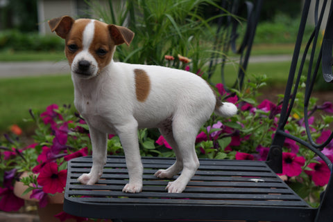 Toy Fox Terrier/ Jack Russel For Sale Apple Creek OH Male Buttercup