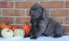 AKC Registered Charcoal Labrador Retriever For Sale Millersburg, OH Male- Zeke