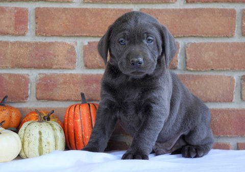 AKC Registered Charcoal Labrador Retriever For Sale Millersburg, OH Male- Zeke
