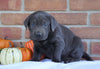 AKC Registered Charcoal Labrador Retriever For Sale Millersburg, OH Male- Hunter