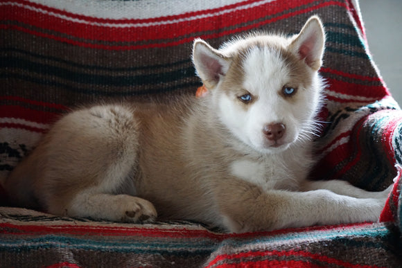 AKC Registered Siberian Husky For Sale Fredericksburg OH Male Buddy
