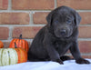 AKC Registered Charcoal Labrador Retriever For Sale Millersburg, OH Male- Hunter
