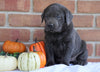 AKC Registered Charcoal Labrador Retriever For Sale Millersburg, OH Male- Hunter