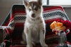AKC Registered Siberian Husky For Sale Fredericksburg OH Female Suzie