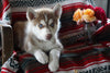 AKC Registered Siberian Husky For Sale Fredericksburg OH Female Suzie