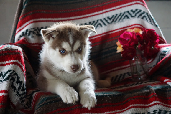 AKC Registered Siberian Husky For Sale Fredericksburg OH Female Shana