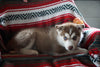 AKC Registered Siberian Husky For Sale Fredericksburg OH Female Shana