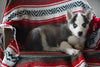 AKC Registered Siberian Husky For Sale Fredericksburg OH Male Lonnie