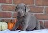 AKC Registered Silver Labrador Retriever For Sale Millersburg, OH Male- Max