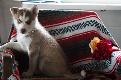 AKC Registered Siberian Husky For Sale Fredericksburg OH Female Princess