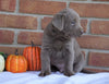 AKC Registered Silver Labrador Retriever For Sale Millersburg, OH Male- Max