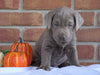 AKC Registered Silver Labrador Retriever For Sale Millersburg, OH Male- Todd