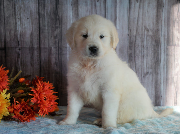 AKC Registered English Cream Golden Retriever For Sale Fredericksburg, OH Female- Autumn