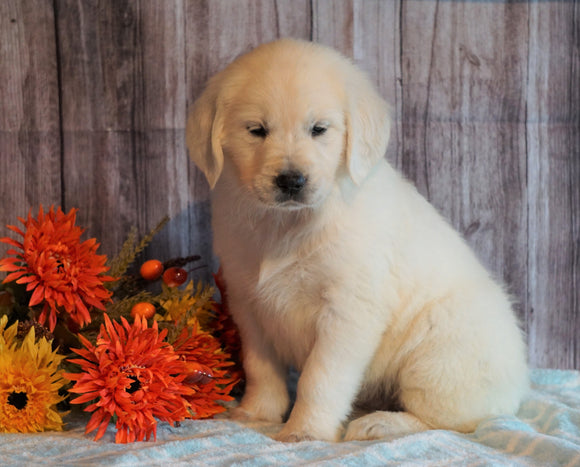 AKC Registered English Cream Golden Retriever For Sale Fredericksburg, OH Female- Honey