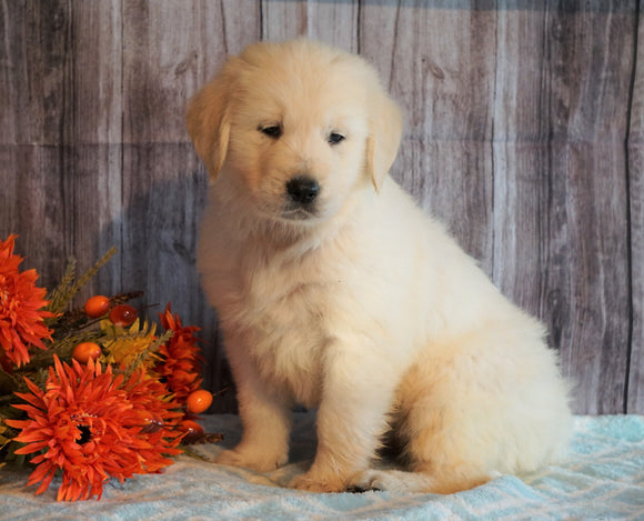 AKC Registered English Cream Golden Retriever For Sale Fredericksburg, OH Male- Acorn