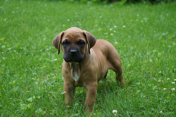 Presa Canario Puppy For Sale Fresno OH Male Bailey