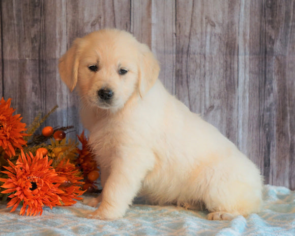 AKC Registered English Cream Golden Retriever For Sale Fredericksburg, OH Female- Marigold