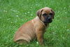 Presa Canario Puppy For Sale Fresno OH Male Bailey