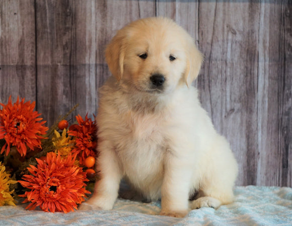 AKC Registered English Cream Golden Retriever For Sale Fredericksburg, OH Female- Mayflower