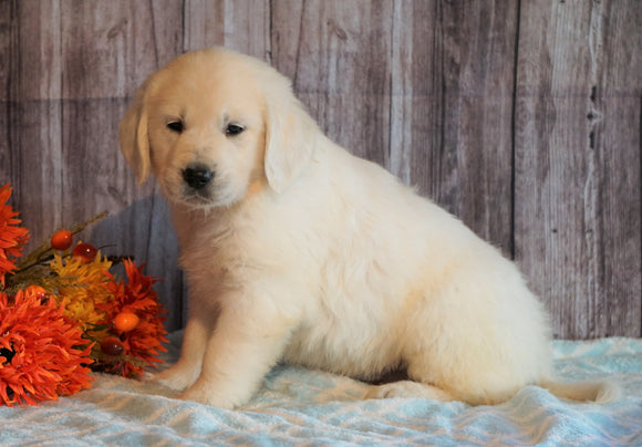 AKC Registered English Cream Golden Retriever For Sale Fredericksburg, OH Male- Butternut