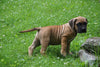 Presa Canario Puppy For Sale Fresno OH Male Rusty