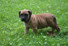 Presa Canario Puppy For Sale Fresno OH Male Rusty