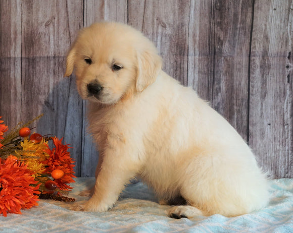 AKC Registered English Cream Golden Retriever For Sale Fredericksburg, OH Male- Hunter