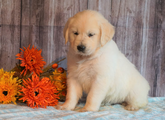 AKC Registered English Cream Golden Retriever For Sale Fredericksburg, OH Female- Nutmeg