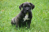 Presa Canario Puppy For Sale Fresno OH Male Buster