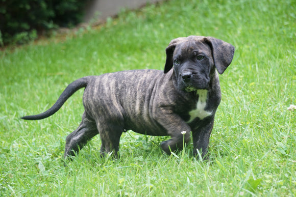 Presa Canario Puppy For Sale Fresno OH Male Buster