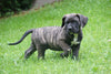 Presa Canario Puppy For Sale Fresno OH Male Buster