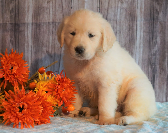 AKC Registered English Cream Golden retriever For Sale Fredericksburg, OH Female- Pumpkin