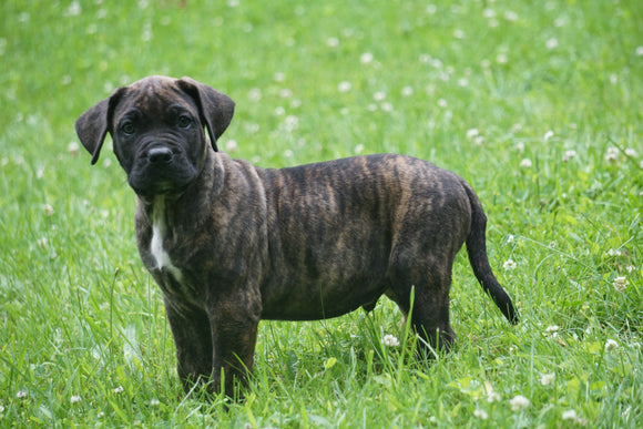 Presa Canario Puppy For Sale Fresno OH Male Jasper