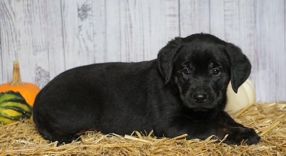 Rottweiler/ Lab Mix Puppy For Sale Fredericksburg, OH Female- Annie