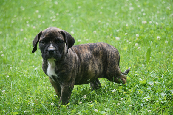 Presa Canario Puppy For Sale Fresno OH Male Zues