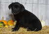 Rottweiler/ Lab Mix Puppy For Sale Fredericksburg, OH Female- Annie