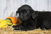 Rottweiler/ Lab Mix Puppy For Sale Fredericksburg, OH Female- Roxy