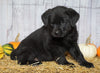 Rottweiler Mix Puppy For Sale Fredericksburg, OH Male- Gunner