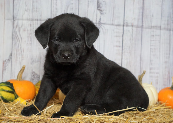 Rottweiler Mix Puppy For Sale Fredericksburg, OH Male- Gunner