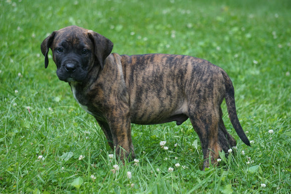 Presa Canario Puppy For Sale Fresno OH Male Rocky