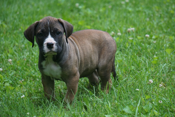 Presa Canario Puppy For Sale Fresno OH Female Annie