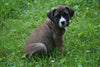 Presa Canario Puppy For Sale Fresno OH Female Annie
