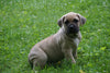 Presa Canario Puppy For Sale Fresno OH Female Allie