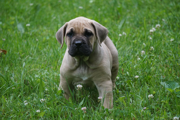 Presa Canario Puppy For Sale Fresno OH Female Allie