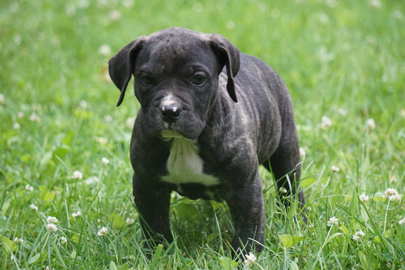 Presa Canario Puppy For Sale Fresno OH Female Maggie