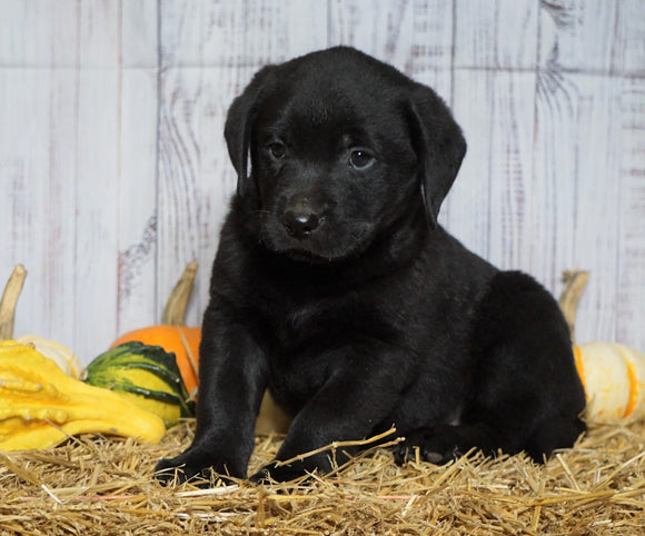 Rottweiler Mix Puppy For Sale Fredericksburg, OH Male- Buddy
