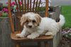 Cavachon Puppy For Sale Millersburg OH Female Lucy