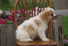 Cavachon Puppy For Sale Millersburg OH Female Lucy