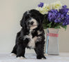 Bernedoodle (Standard) For Sale Sugarcreek, OH Male- Ryder